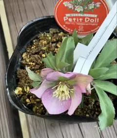 2026年最新】横山園芸 クリスマスローズの人気アイテム - メルカリ