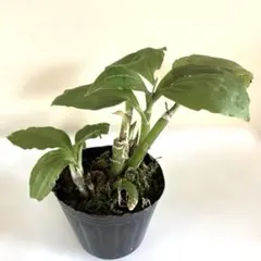 2026年最新】野生蘭の人気アイテム - メルカリ