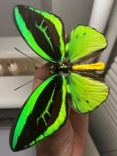 2026年最新】ミドリメガネトリバネアゲハの人気アイテム - メルカリ