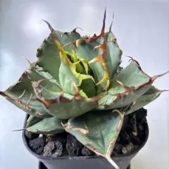 2026年最新】アガベ イランの人気アイテム - メルカリ