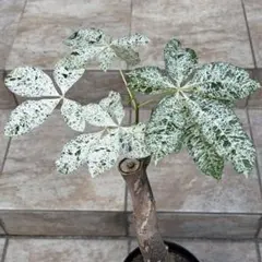 2026年最新】パキラミルキーウェイの人気アイテム - メルカリ