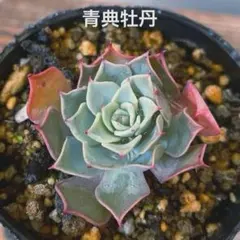 2026年最新】青典牡丹 多肉の人気アイテム - メルカリ