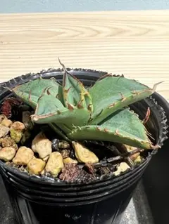 2026年最新】オテロイ実生の人気アイテム - メルカリ