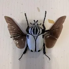 2026年最新】ゴライアス標本の人気アイテム - メルカリ