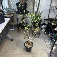 2026年最新】コミフォラの人気アイテム - メルカリ