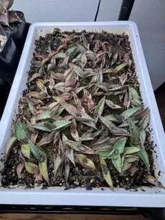 2026年最新】麻花龍の人気アイテム - メルカリ