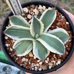 2026年最新】オリザバの人気アイテム - メルカリ