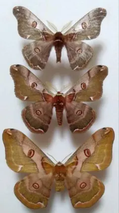 2026年最新】ヤママユ 昆虫標本の人気アイテム - メルカリ