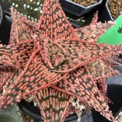 2026年最新】アロエ ハイブリッドの人気アイテム - メルカリ