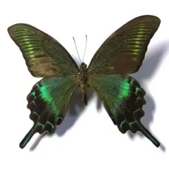 2026年最新】ミヤマカラスアゲハの人気アイテム - メルカリ