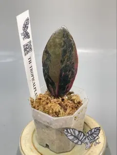 2026年最新】ザミオクルカス ブラックピンクの人気アイテム - メルカリ