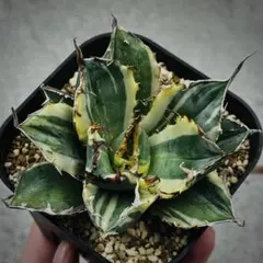 2026年最新】白鯨錦の人気アイテム - メルカリ