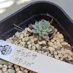 2026年最新】ザラゴーサspノバの人気アイテム - メルカリ