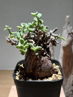 2026年最新】ピグマエア 現地球の人気アイテム - メルカリ