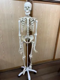 2026年最新】3b scientificの人気アイテム - メルカリ