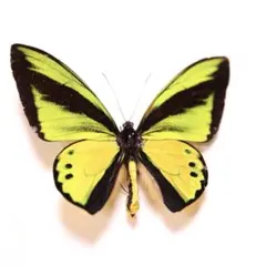 2026年最新】ゴライアス標本の人気アイテム - メルカリ