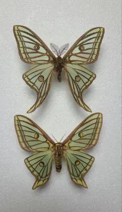 2026年最新】標本 蛾の人気アイテム - メルカリ