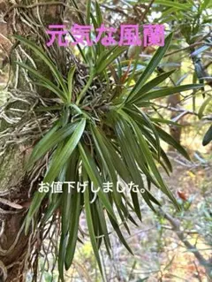 2026年最新】風蘭 大株の人気アイテム - メルカリ