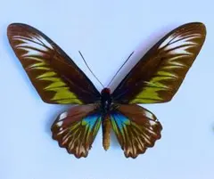 2026年最新】標本 蝶 マレーシアの人気アイテム - メルカリ