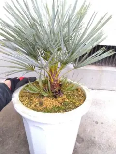 2026年最新】チャメロプスの人気アイテム - メルカリ