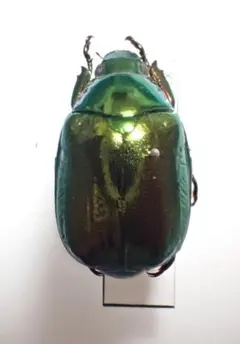 2026年最新】コガネムシ 標本の人気アイテム - メルカリ