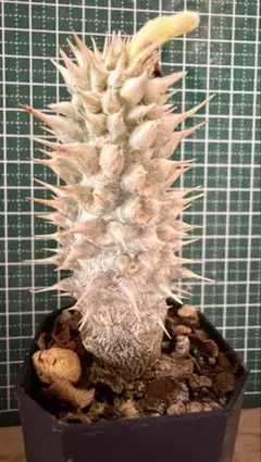 パキポディウム グラキリス 実生 【良型】 - メルカリ