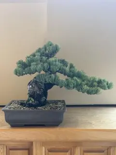 2026年最新】八房五葉の人気アイテム - メルカリ