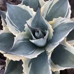 2026年最新】オバティ 斑入りの人気アイテム - メルカリ