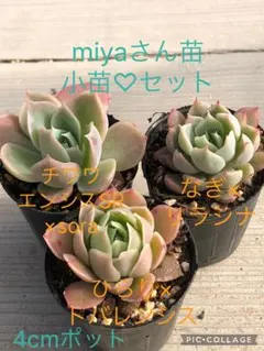 2026年最新】miya苗の人気アイテム - メルカリ