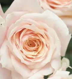 2026年最新】和バラ苗の人気アイテム - メルカリ