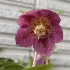 2026年最新】広瀬園芸の人気アイテム - メルカリ