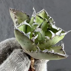 2026年最新】オアハカワイルドの人気アイテム - メルカリ