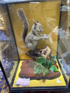 2026年最新】リス 剥製の人気アイテム - メルカリ