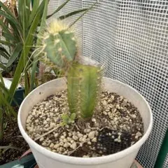 2026年最新】サボテンアズレウスの人気アイテム - メルカリ