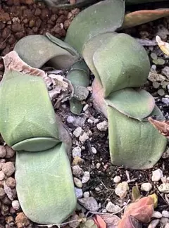 2026年最新】ガステリア 臥牛の人気アイテム - メルカリ