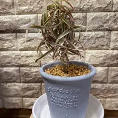 2026年最新】ドラセナ キュンティの人気アイテム - メルカリ