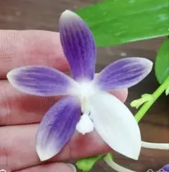 2026年最新】テトラスピスの人気アイテム - メルカリ