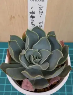 2026年最新】青典牡丹の人気アイテム - メルカリ