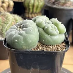 2026年最新】銀冠玉の人気アイテム - メルカリ