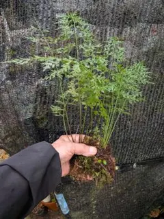 2026年最新】シダの人気アイテム - メルカリ