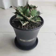 2026年最新】姫厳竜の人気アイテム - メルカリ