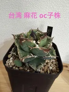 2026年最新】麻花龍 アガベの人気アイテム - メルカリ