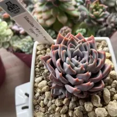 2026年最新】ザラゴーサspノバの人気アイテム - メルカリ