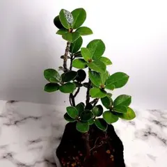 2026年最新】ガジュマル盆栽の人気アイテム - メルカリ