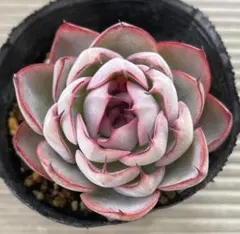 2026年最新】龍鱗蓮華の人気アイテム - メルカリ