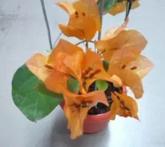 2026年最新】ブーゲンビリア 苗の人気アイテム - メルカリ