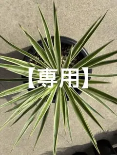 2026年最新】ユッカ グロリオサの人気アイテム - メルカリ