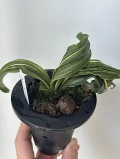 2026年最新】万年青 獅子の人気アイテム - メルカリ