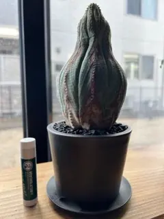 2026年最新】オベサ 木質化の人気アイテム - メルカリ