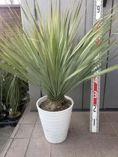 2026年最新】ユッカ ロストラータの人気アイテム - メルカリ